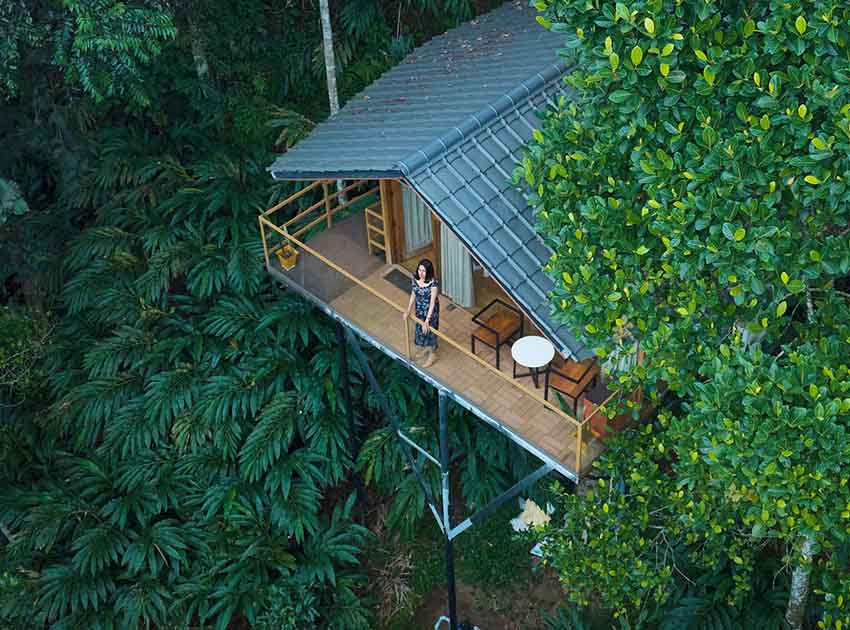 The Flora – Tree House