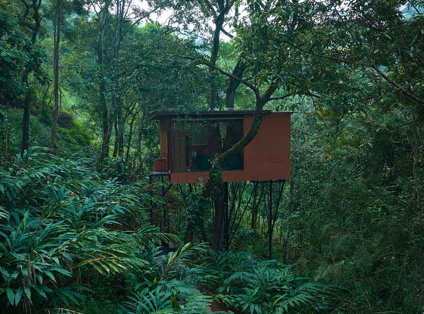 The Loft – Tree House